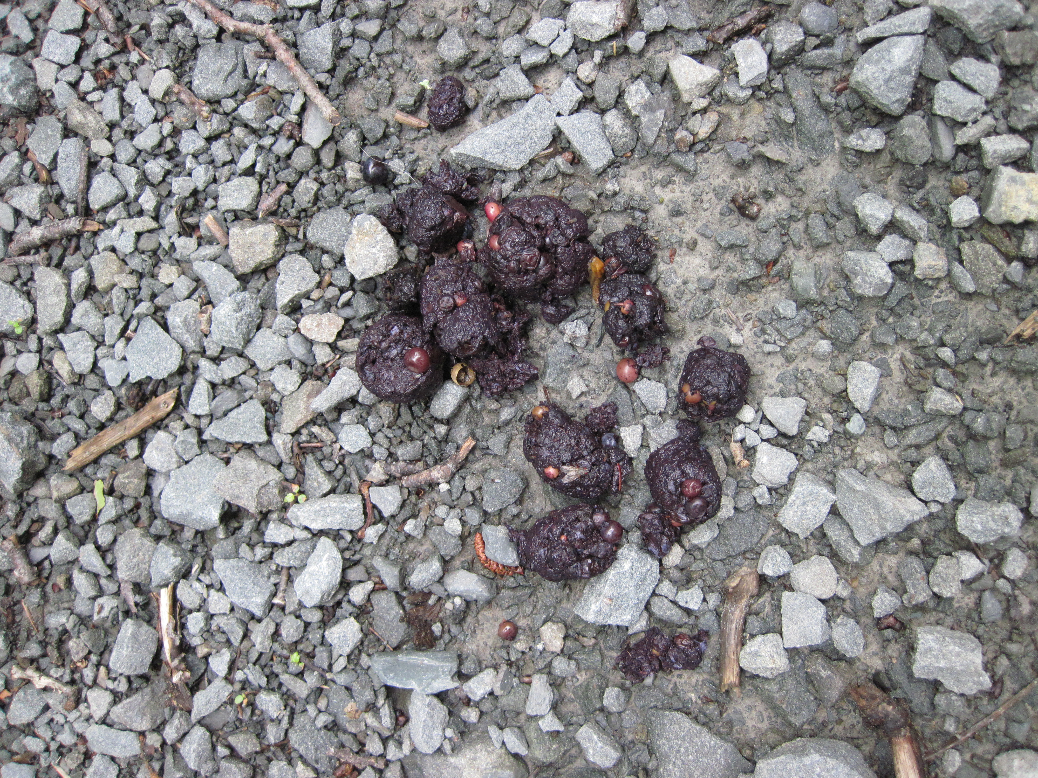 Scat1