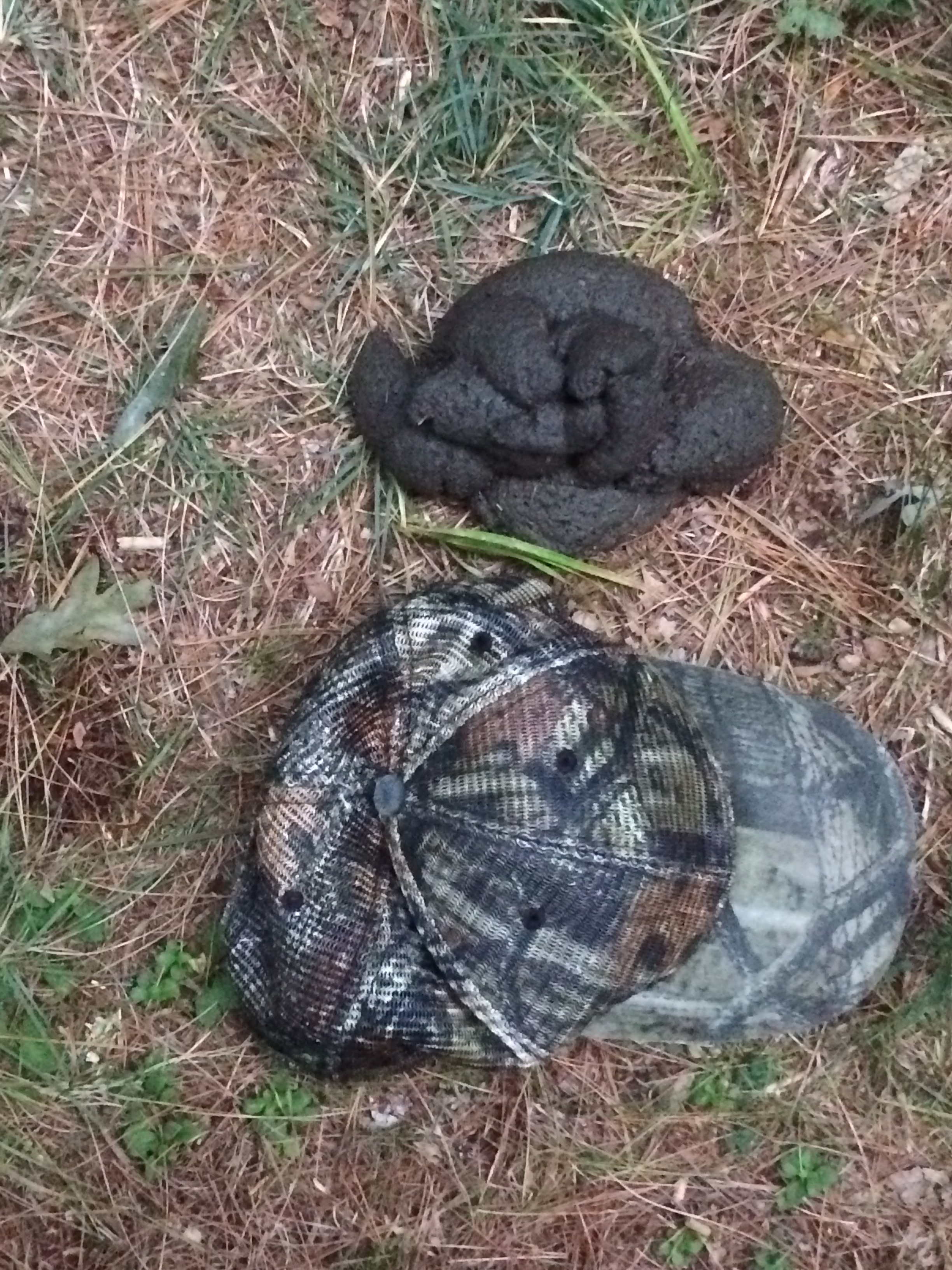 Scat2