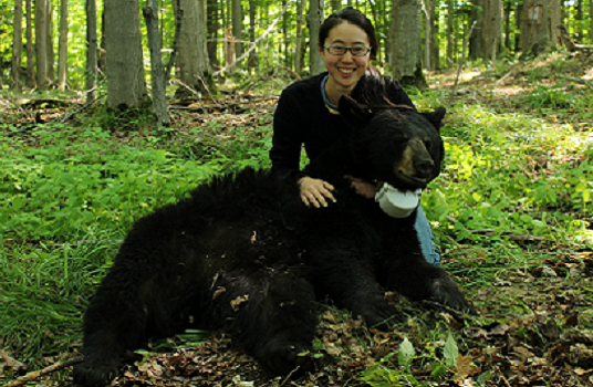 Bear 1