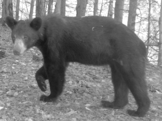 Bear 1