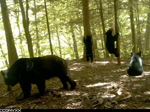 Bear 2