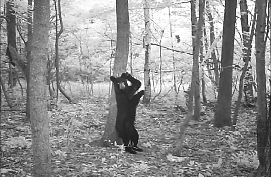 Trail Camera