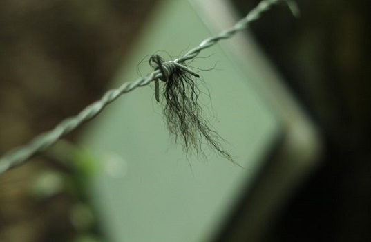 Bear Hair